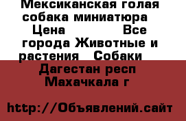 Мексиканская голая собака миниатюра › Цена ­ 53 000 - Все города Животные и растения » Собаки   . Дагестан респ.,Махачкала г.